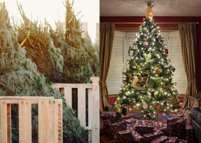 Tutto Sul Natale.L Abete Non Soltanto Un Albero Da Addobbare A Natale